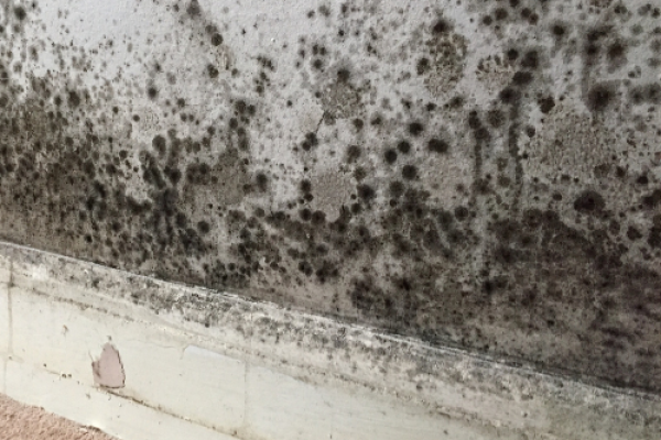 Mould & Damp